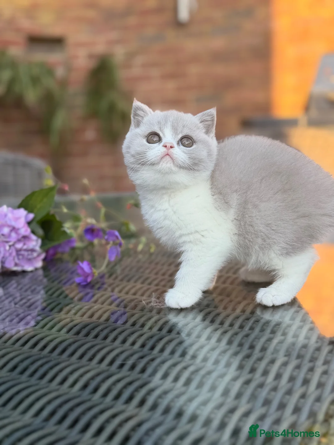 British Shorthair cats for sale: FULL PEDIGREE REGISTERED BSH  - Advert 2