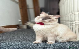 Ragdoll cats for sale: 🐾 Beautiful Blue Point Ragdoll Kittens 🐾 - Image 10