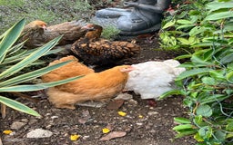 Chickens poultry for sale: 4 x pure breed large fowl - Advert 7