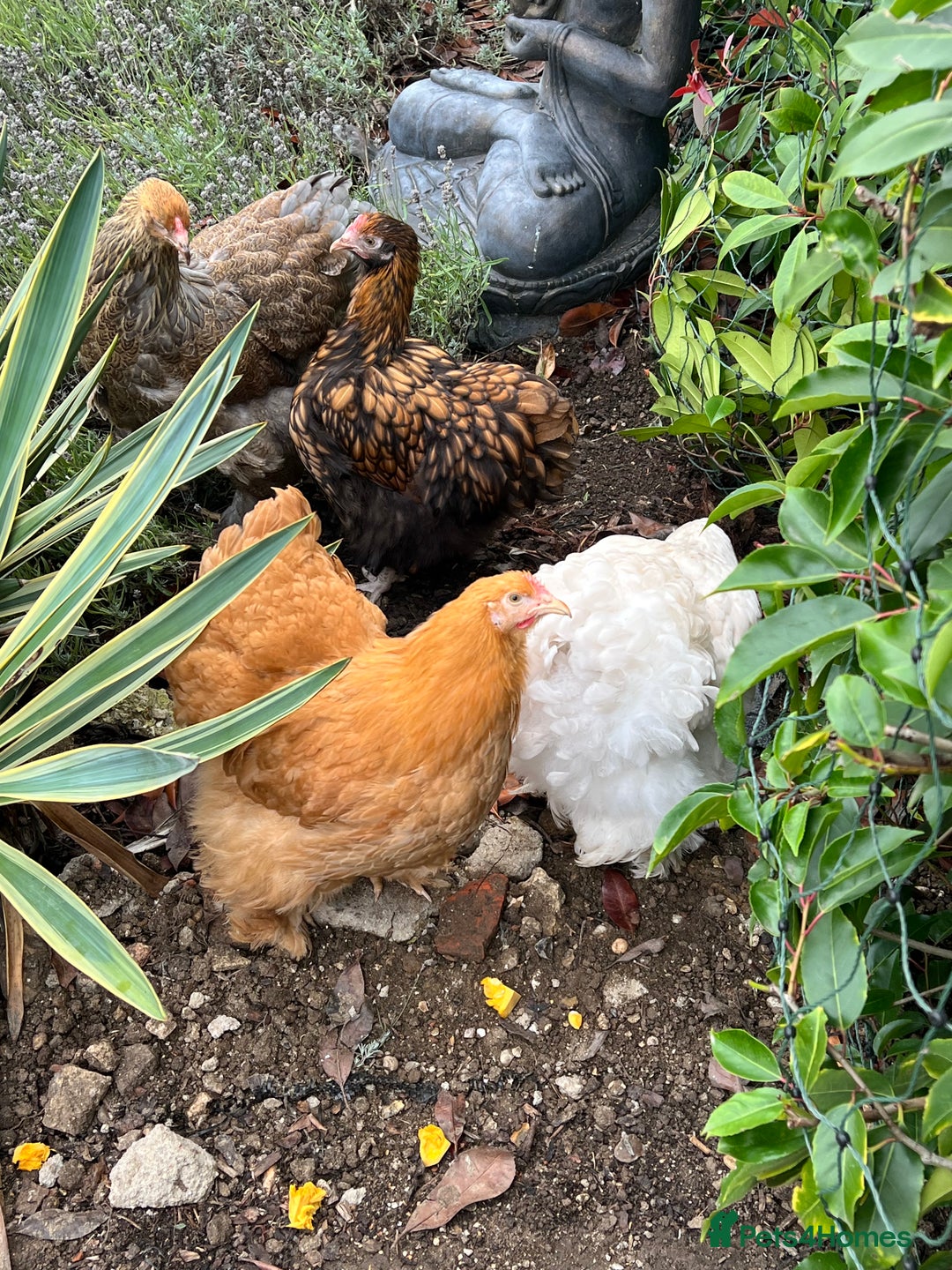 Chickens poultry for sale: 4 x pure breed large fowl - Advert 7