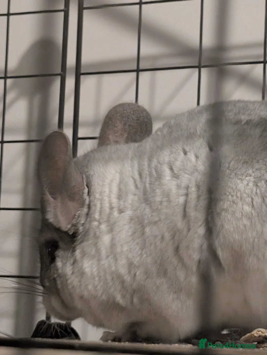 Chinchilla rodents for sale: 1 Male 1 female Chinchilla - Advert 1