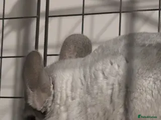 Chinchilla rodents 1 Male 1 female Chinchilla - Advert 2