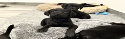 Labrador Retriever dogs for sale: One boy available - 10 weeks old 🐶 - Advert 10
