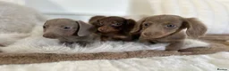 Miniature Dachshund dogs for sale: ✨MINI DACHSHUNDS ✨BOTH PARENTS KC✨ - Advert 16