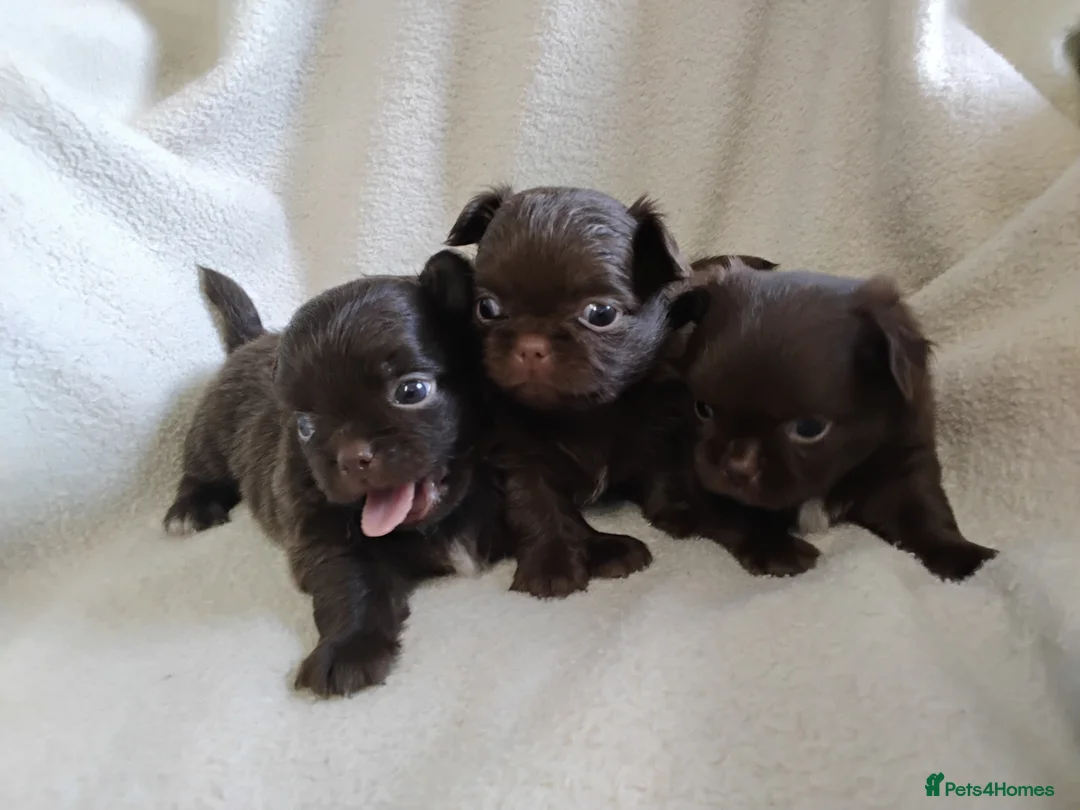 Chihuahua dogs for sale: Beautiful Long Haired Chihuahua Puppies - Advert 1