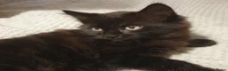 Mixed Breed cats for sale: Chocolate — A Little Fluffy Bundle of Love! - Advert 3