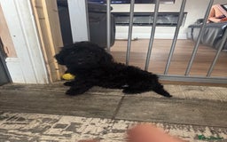 Miniature Poodle dogs for sale: small miniature poodles only 1 boy 1girl  - Image 13