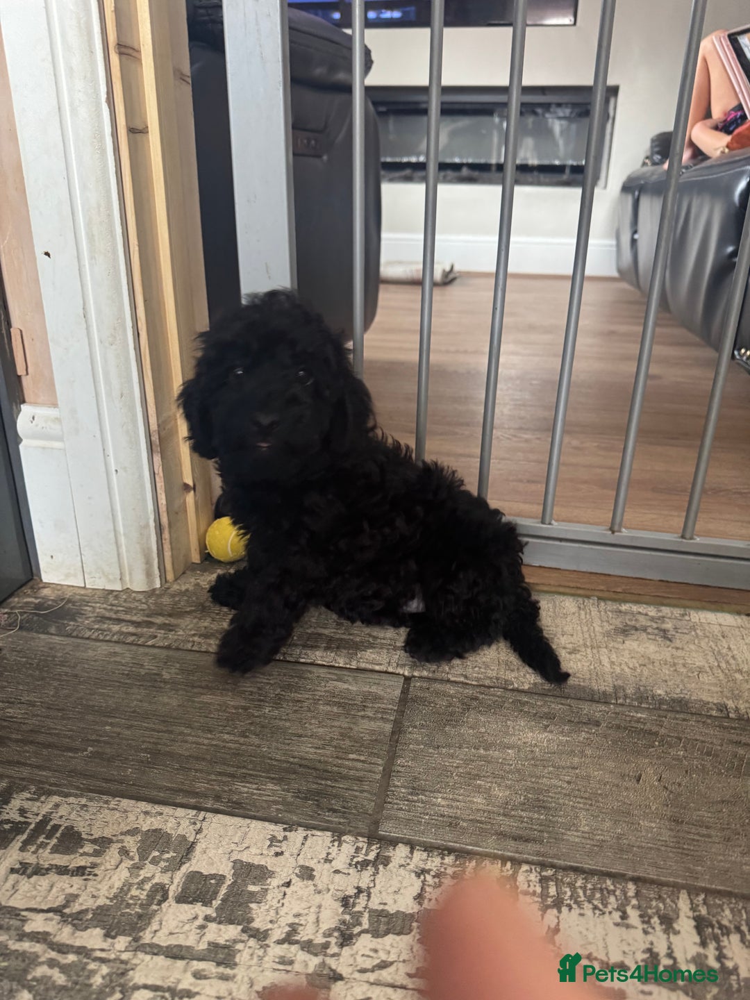 Miniature Poodle dogs for sale: small miniature poodles only 1 boy 1girl  - Image 13