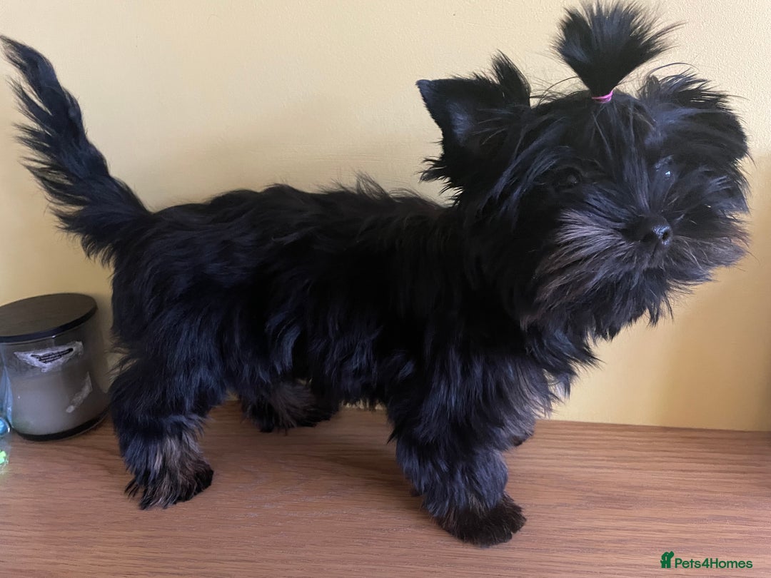Yorkshire Terrier dogs for sale: 🥰🥰Yorkshire Terrier black tan🐶🐶 - Image 8