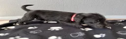 Mixed Breed dogs for sale: 3 Bedlington x whippet puppies  - Advert 4