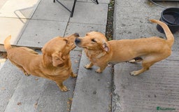 Labrador Retriever dogs for sale: Working lab pups - Image 4