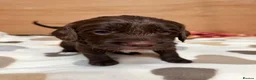 Sproodle dogs for sale: Gorgeous Chocolate Puppies in Ludlow - Advert 12