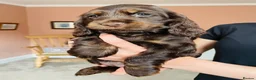 Cocker Spaniel dogs for sale: Top Quality Show cocker pups - Advert 6