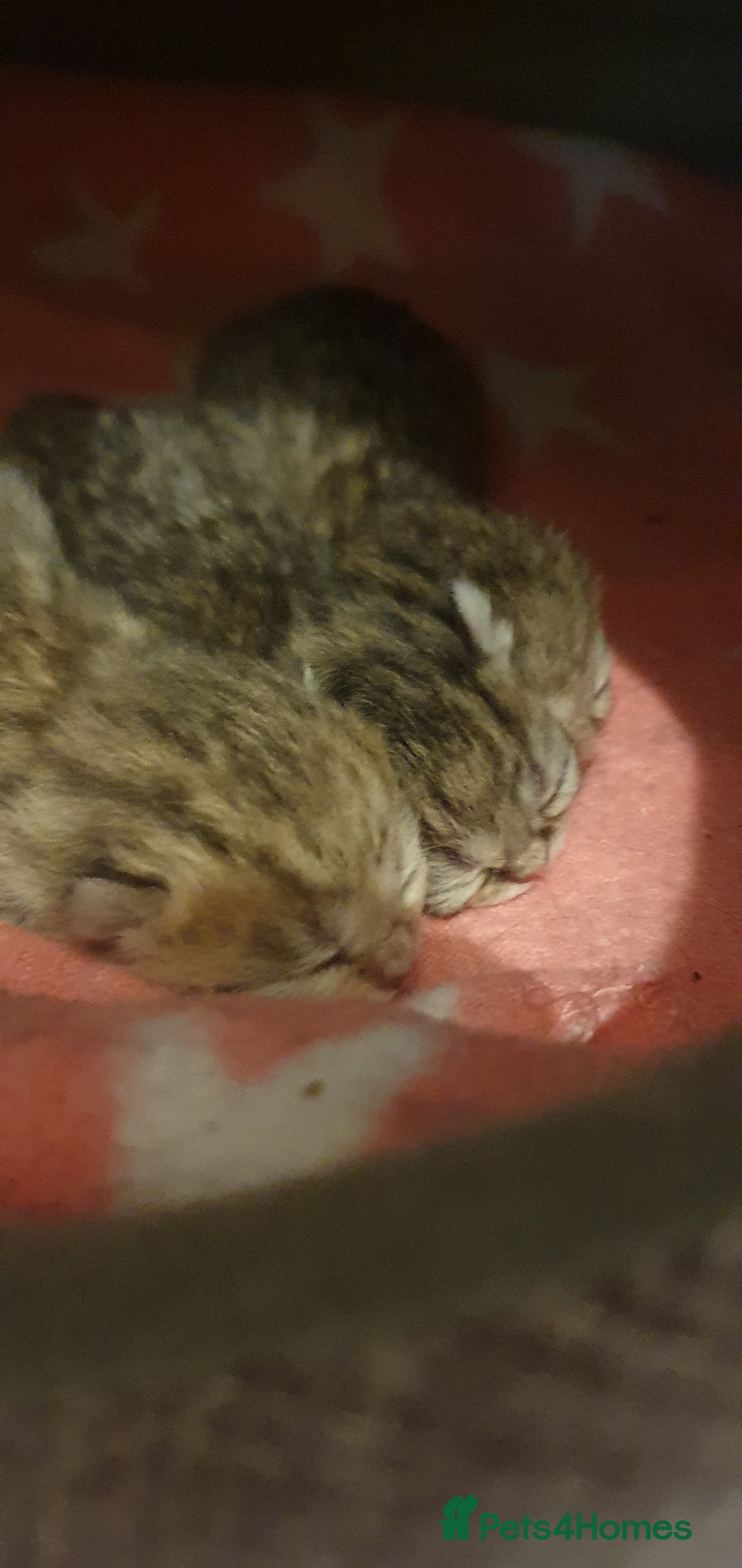 British Shorthair cats for sale: British Shorthair Black and Brown Golden Tabby ✨️  - Advert 2