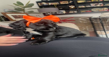 Sprocker dogs - Advert 2