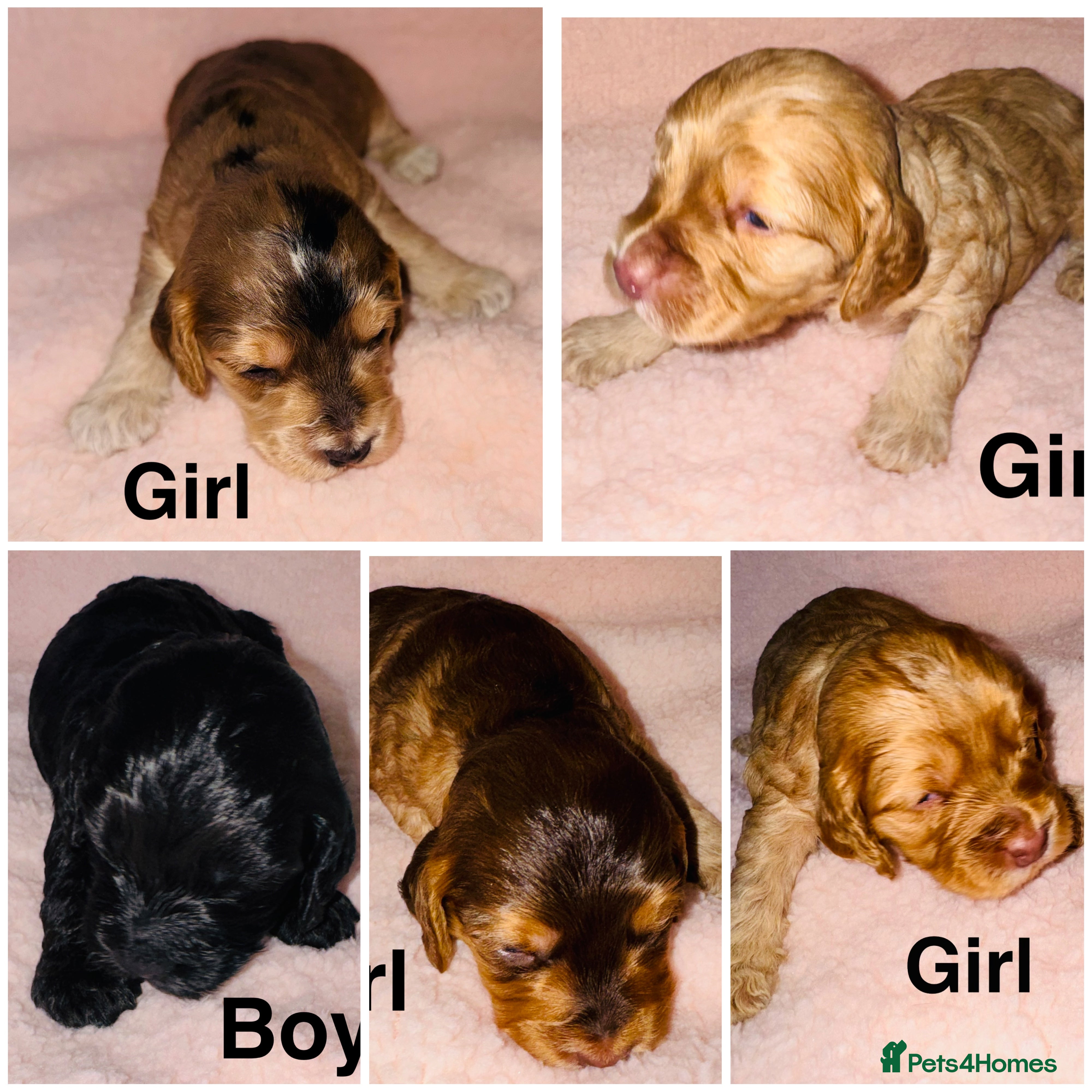 Cockapoo dogs ❤️DNA Tested Rare Sable Cockapoos, Ready 5th Feb  - Advert 10