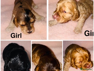 Cockapoo dogs ❤️DNA Tested Rare Sable Cockapoos, Ready 5th Feb - Advert 10
