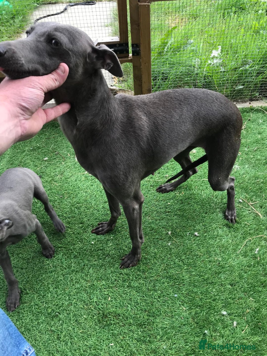 Whippet dogs for sale: KC whippets  - Image 9