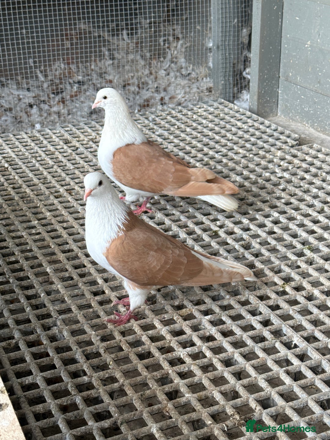 Pigeons birds for sale: Pigeons in Manchester - Image 1