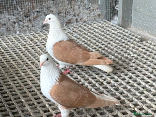 Pigeons birds in Manchester - Advert 7