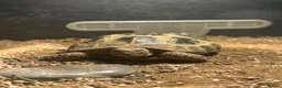 Tortoise reptiles for sale: Horsefield tortoise approx:3 years old in Biggleswade - Advert 4
