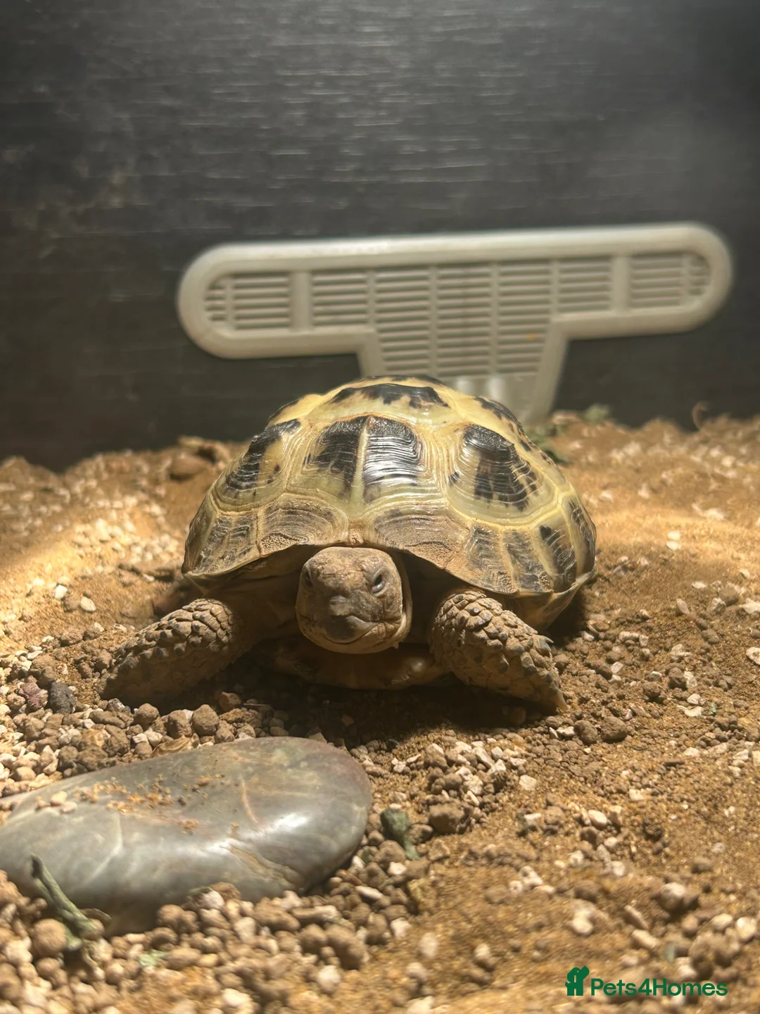 Tortoise reptiles for sale: Horsefield tortoise approx:3 years old in Biggleswade - Advert 4
