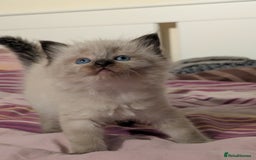 Ragdoll cats for stud: 100% proven Ragdoll STUD in Bradford - Advert 11