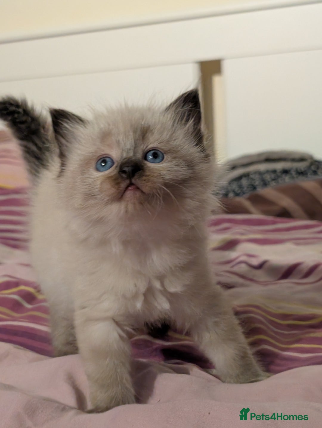 Ragdoll cats for stud: 100% proven Ragdoll STUD in Bradford - Advert 11