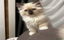 Ragdoll cats for sale: 😻 Beautiful Ragdoll Kittens😻 - Advert 7