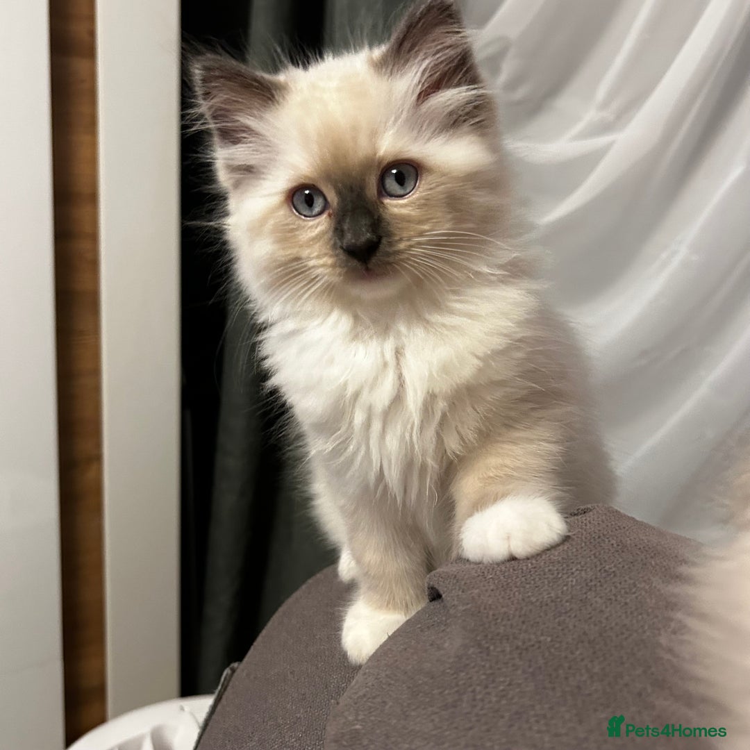 Ragdoll cats for sale: 😻 Beautiful Ragdoll Kittens😻 - Advert 7