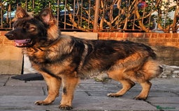 German Shepherd dogs for sale: German shepherd pups  - Image 4