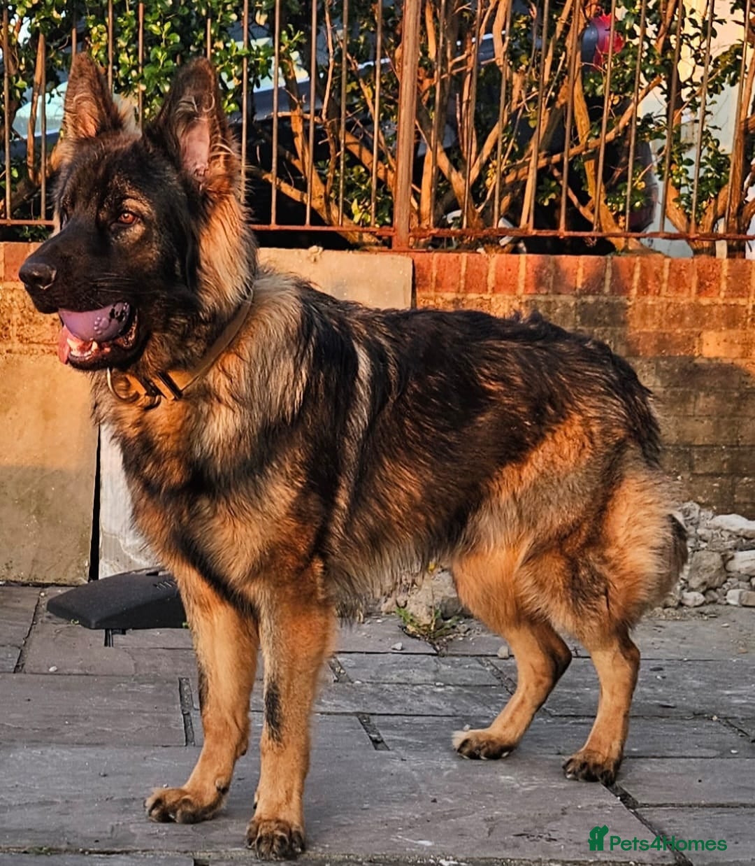 German Shepherd dogs for sale: German shepherd pups  - Image 4
