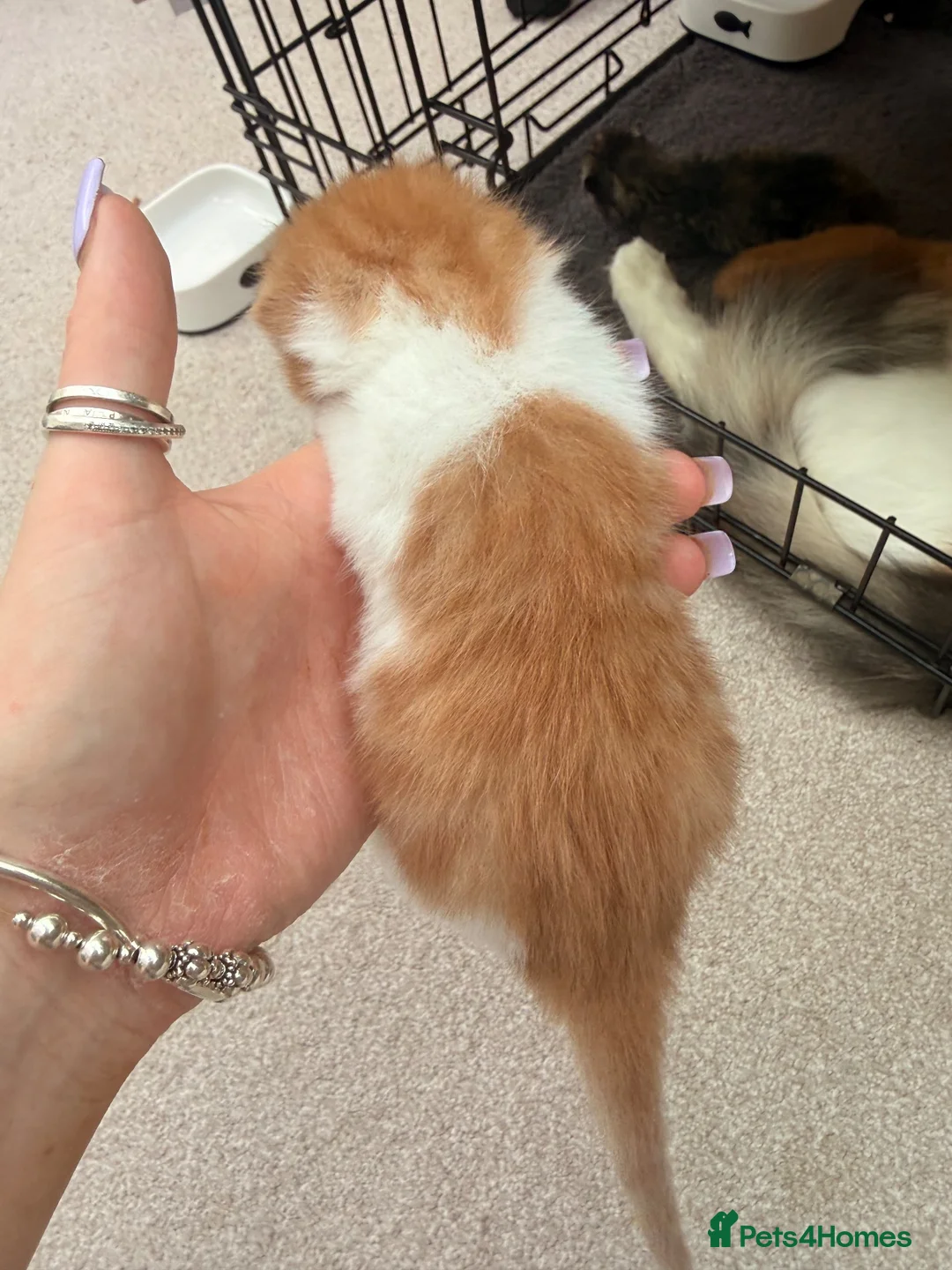 Mixed Breed cats for sale: Maine coon cross kittens  - Advert 25