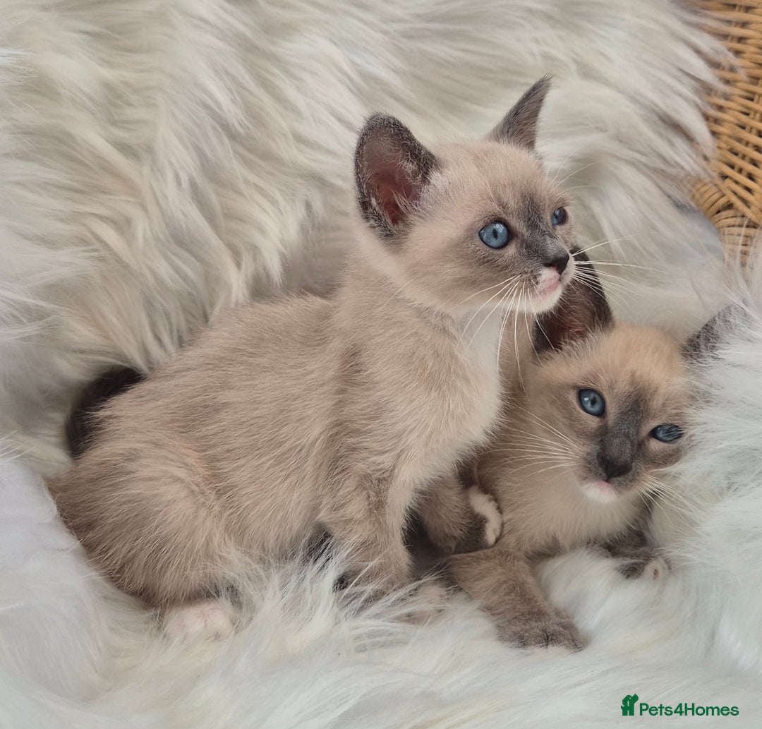 Snowshoe cats for sale: Stunning pedigree Snowshoe kittens  - Image 3
