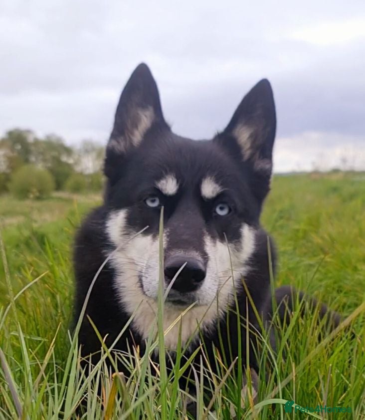 Siberian Husky dogs Well Socialised Home Raised Husky Puppies - Advert 1
