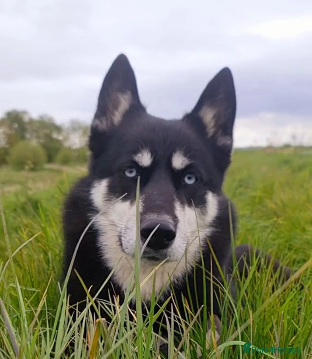 Siberian Husky dogs for sale: Well Socialised Home Raised Husky Puppies in Lincoln - Advert 1