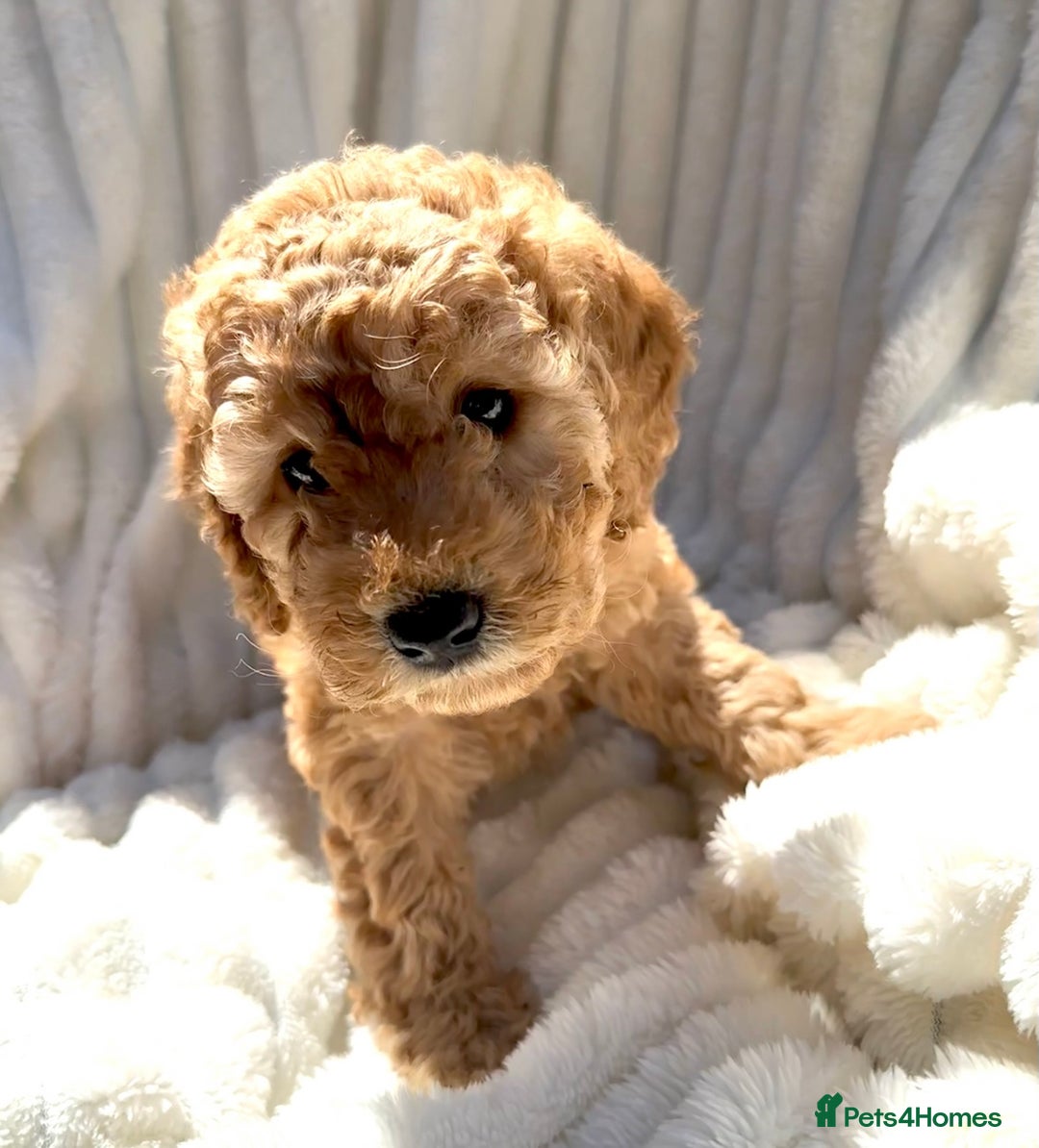 Cockapoo dogs for sale: Mini Cockapoo Puppies Kent - Image 25