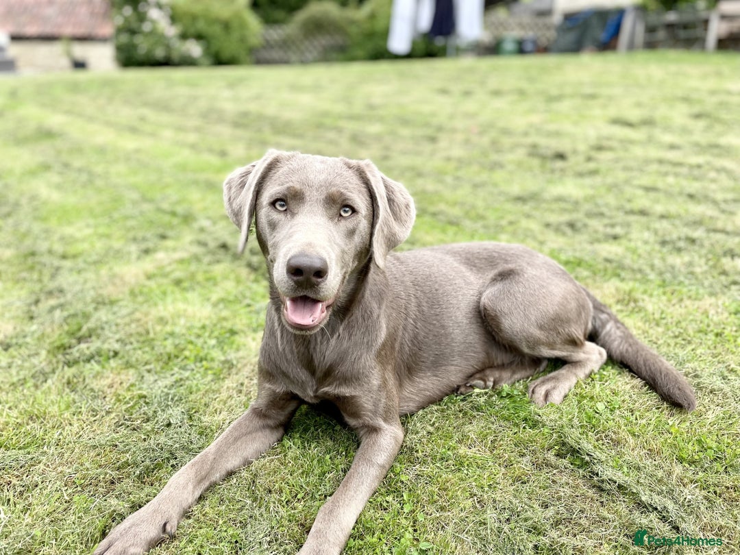 Labradoodle dogs for sale: 5* Fully Vaccinated Australian Labradoodle x Lab - Advert 9