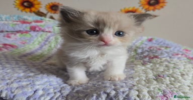 Ragdoll cats - Advert 3