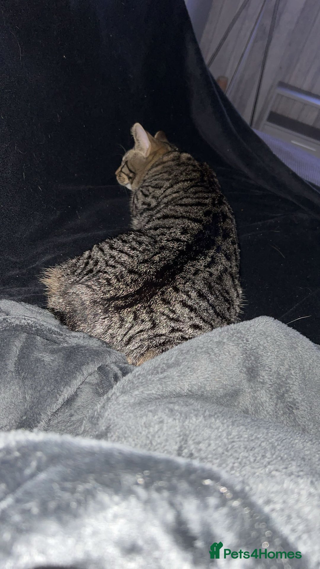 Domestic Shorthair cats for sale: Gorgeous 2 year old Thunder - Image 2