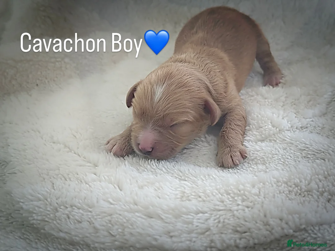 Cavachon dogs for sale: Gorgeous Boy Cavachon  - Advert 1