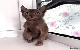 Lykoi cats for sale: Adorable Lykoi Kittens  - Advert 6