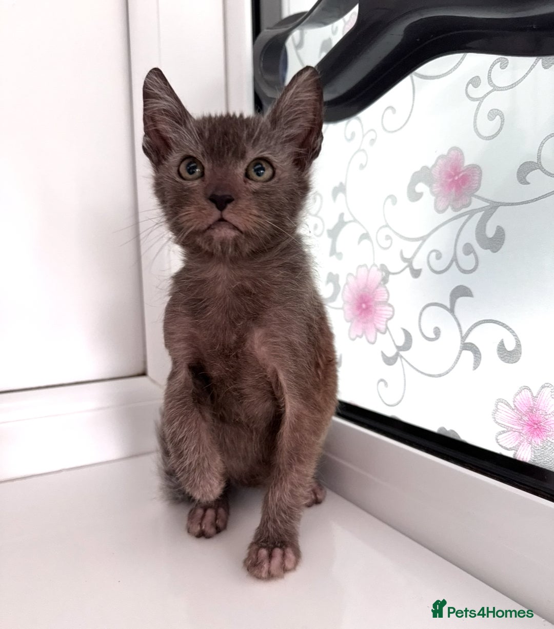 Lykoi cats for sale: Adorable Lykoi Kittens  - Advert 6