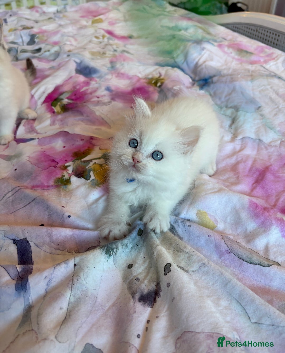 Ragdoll cats for sale: Kittens from Extensively Health Tested Parents - Advert 14