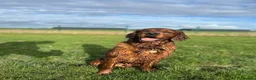 Mixed Breed dogs for stud: Golden Retriever x Irish Setter - Advert 4