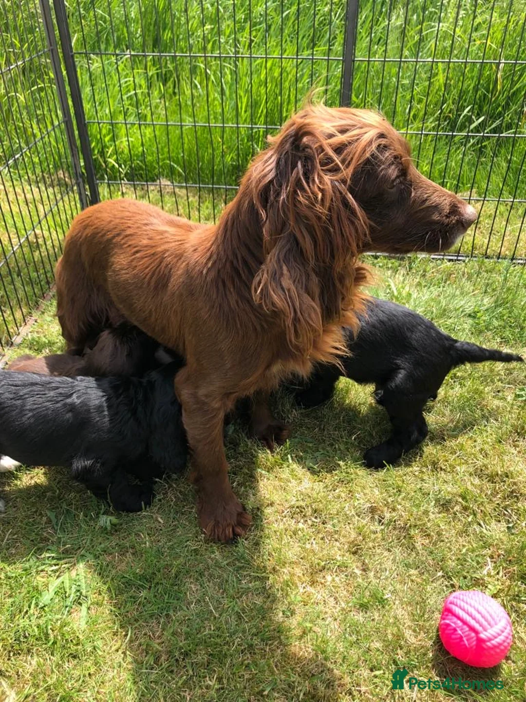 Cocker Spaniel dogs for sale: Beautiful black bitch puppy  - Advert 2