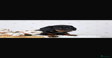 Miniature Dachshund dogs - Advert 14