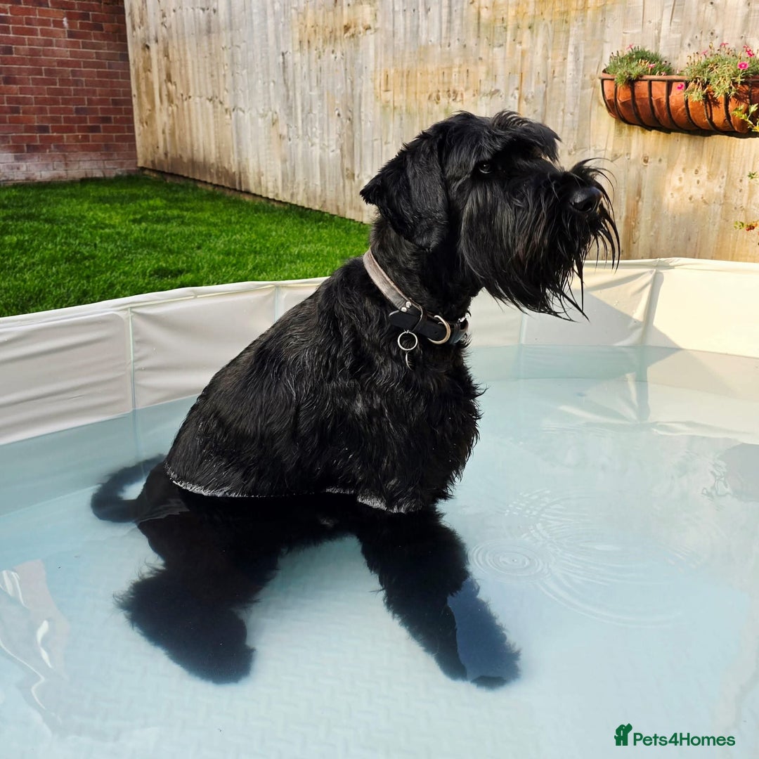 Giant Schnauzer dogs for sale: Fully Vaccinated KC Giant Schnauzer females  - Image 6