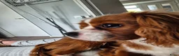 Cavalier King Charles Spaniel dogs for sale: Ringo  - Advert 6