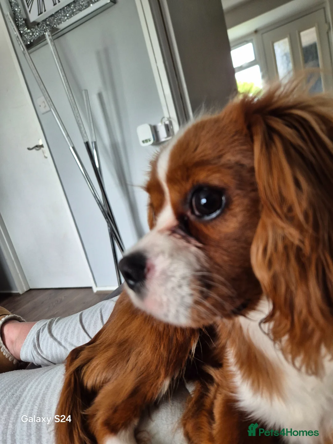 Cavalier King Charles Spaniel dogs for sale: Ringo  - Advert 6